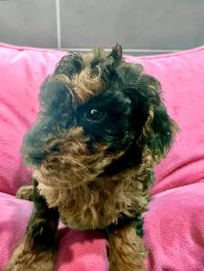 Stunning Female Mini Poodle pups