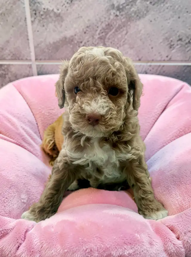 Stunning Female Mini Poodle pups - Photo 2