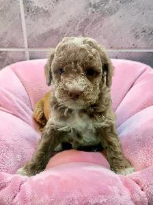 Stunning Female Mini Poodle pups - Photo 2