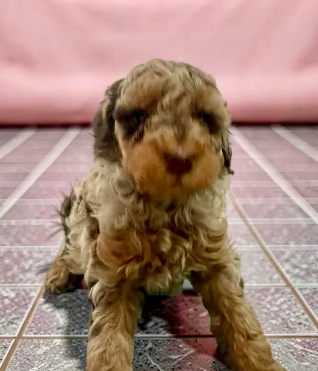 Stunning Female Mini Poodle pups - Photo 3