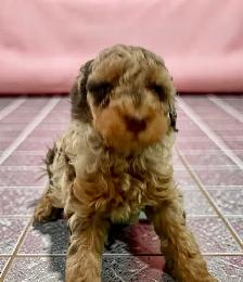 Stunning Female Mini Poodle pups - Photo 3