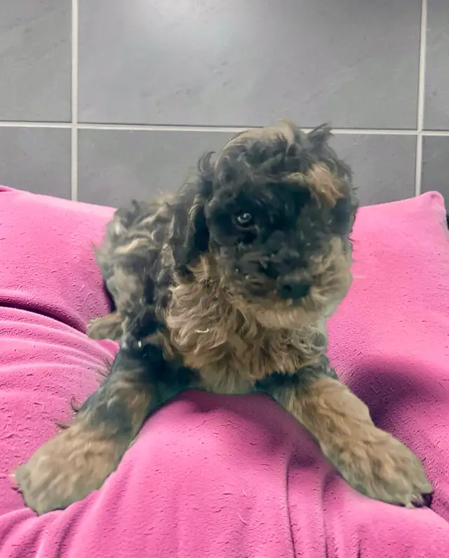 Stunning Female Mini Poodle pups - Photo 4