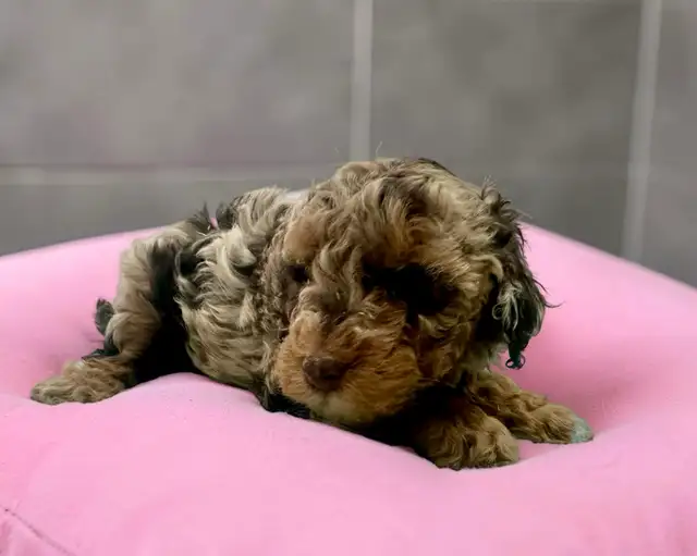 Stunning Female Mini Poodle pups - Photo 5