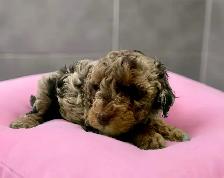 Stunning Female Mini Poodle pups - Photo 5
