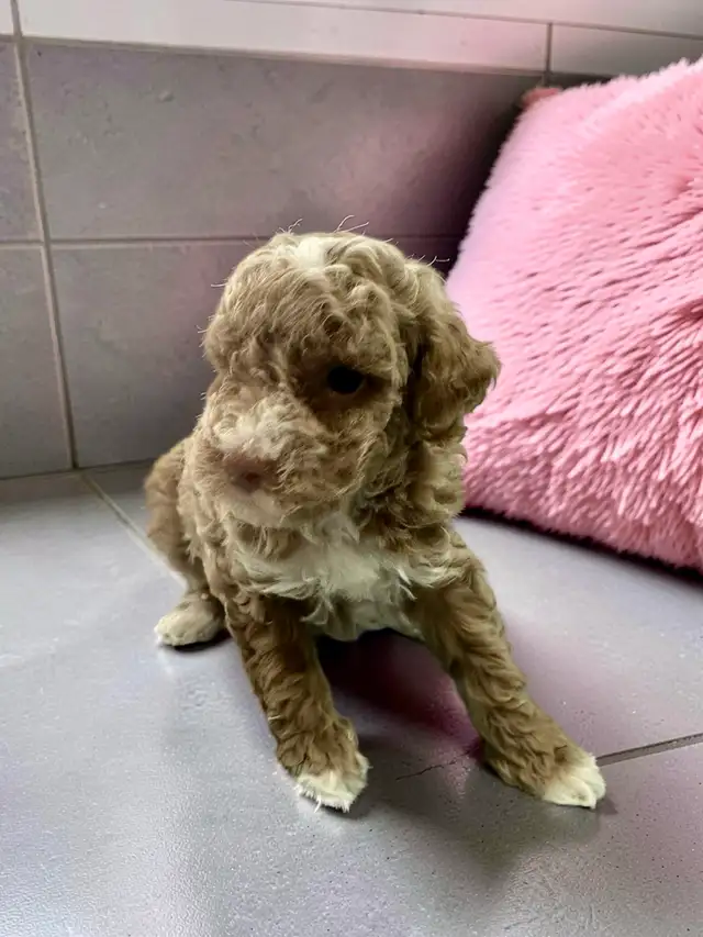 Stunning Female Mini Poodle pups - Photo 6
