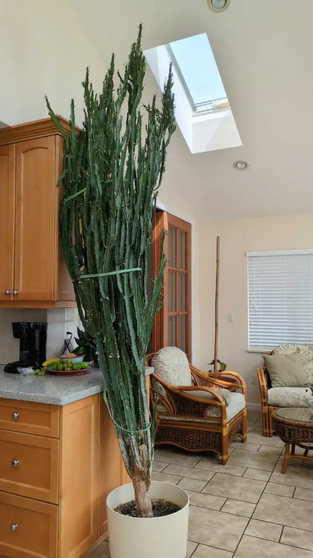 Free Cactus
