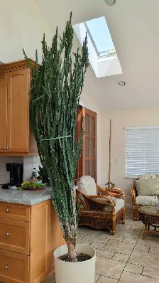 Free Cactus