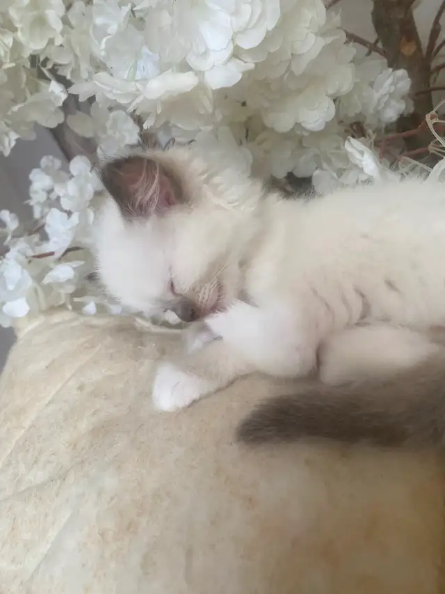 GORGEOUS BABY BICOLOR WHITEMITTED RAGDOLLS!! - Photo 8