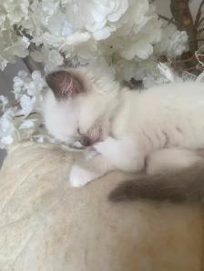 GORGEOUS BABY BICOLOR WHITEMITTED RAGDOLLS!! - Photo 8