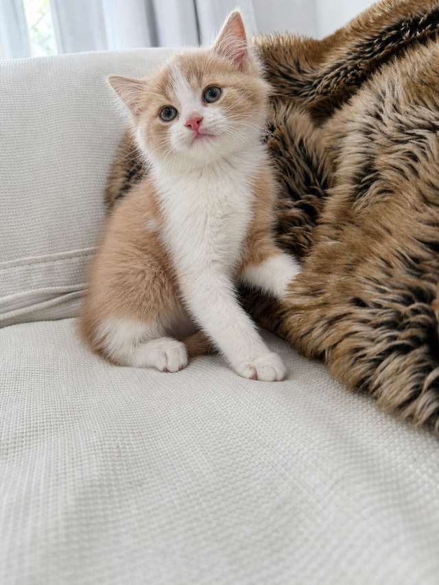Chaton Siberien hypoallergene - Photo 2