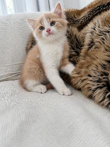 Chaton Siberien hypoallergene - Photo 2