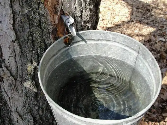 fresh 2026 ont maple syrup for sale - Photo 2