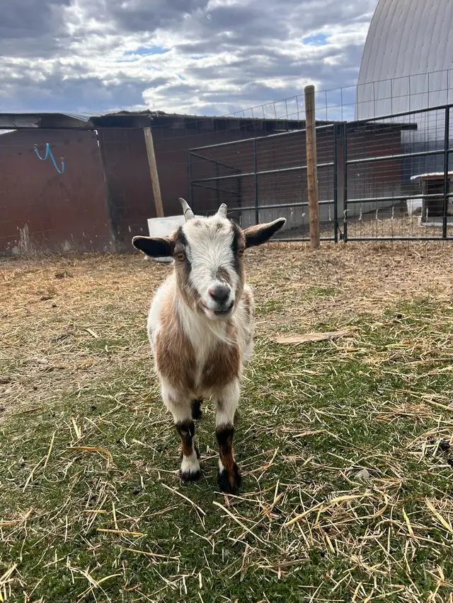 Nigerian Dwarf Doe