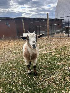 Nigerian Dwarf Doe