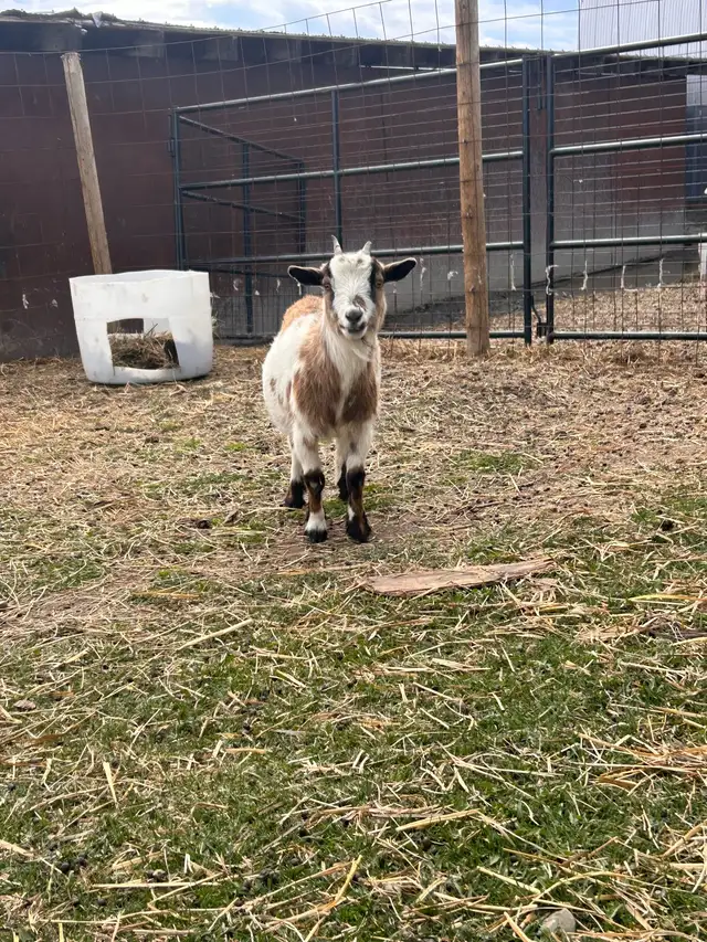 Nigerian Dwarf Doe - Photo 2
