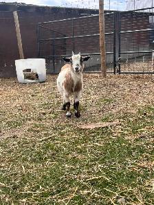 Nigerian Dwarf Doe - Photo 2
