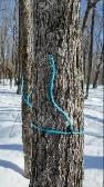 maple syrup equipment for sale