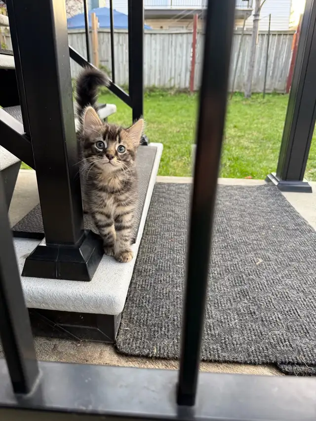 chatons à adopter