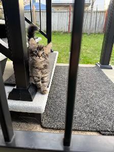 chatons à adopter