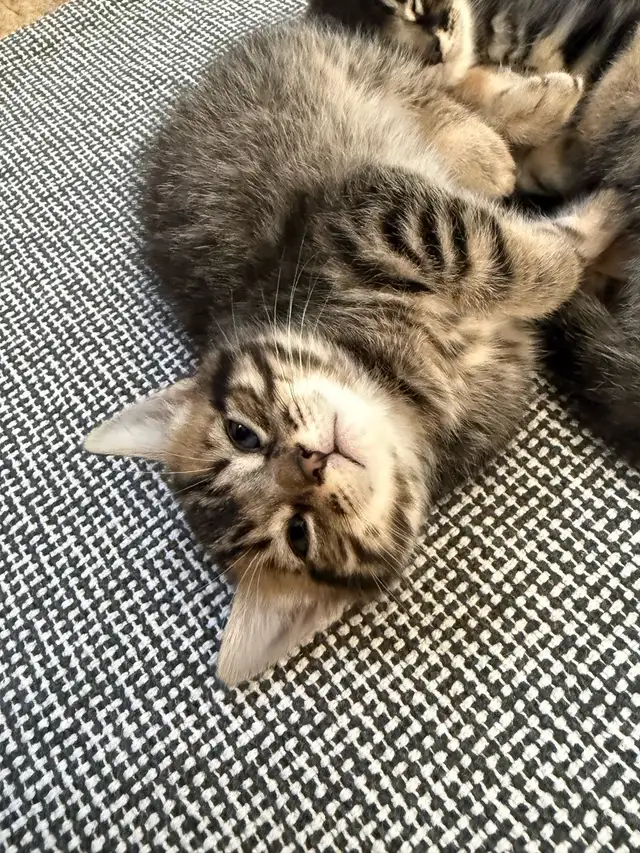 chatons à adopter - Photo 2