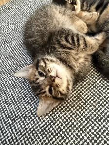 chatons à adopter - Photo 2