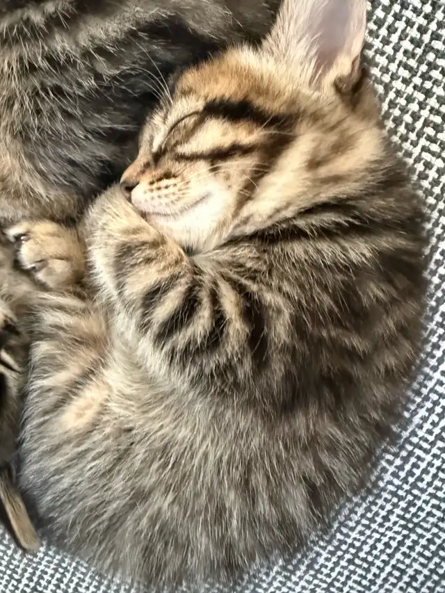 chatons à adopter - Photo 3