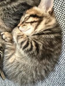 chatons à adopter - Photo 3