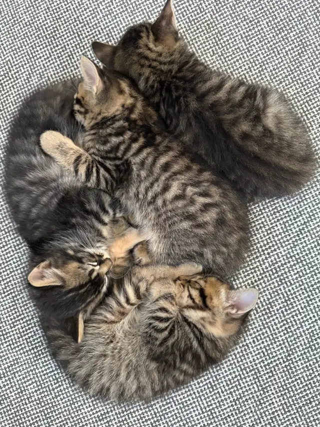 chatons à adopter - Photo 4