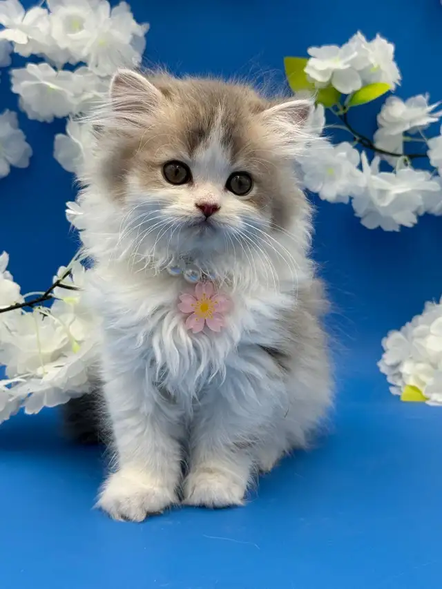 Luxury Kitten Long Haired Lilac