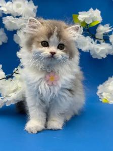 Luxury Kitten Long Haired Lilac