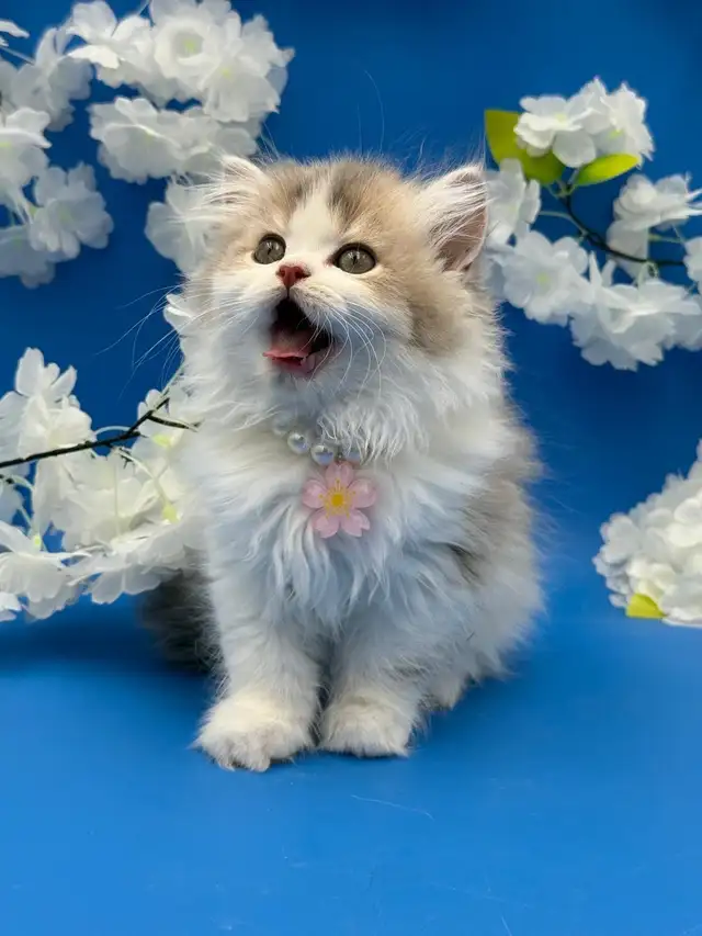 Luxury Kitten Long Haired Lilac - Photo 2