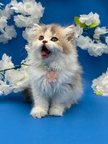 Luxury Kitten Long Haired Lilac - Photo 2