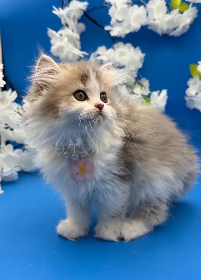 Luxury Kitten Long Haired Lilac - Photo 3