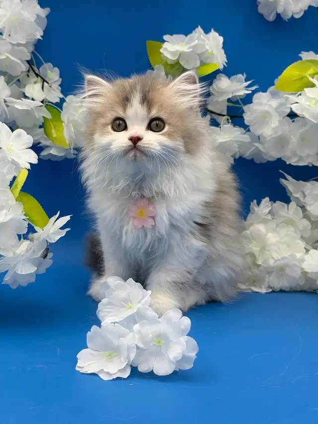 Luxury Kitten Long Haired Lilac - Photo 4