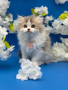 Luxury Kitten Long Haired Lilac - Photo 4