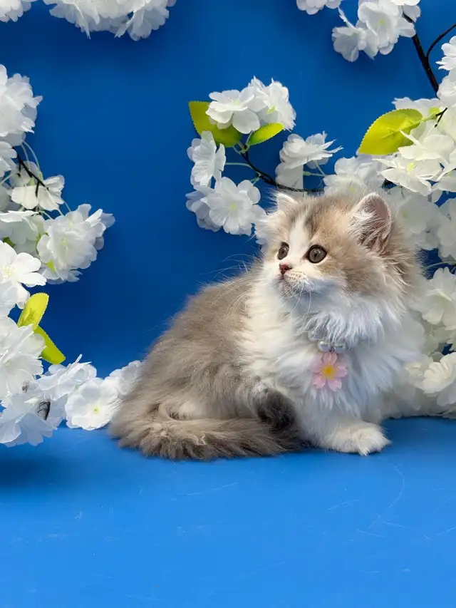 Luxury Kitten Long Haired Lilac - Photo 5