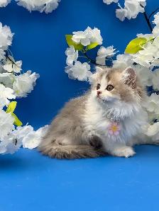 Luxury Kitten Long Haired Lilac - Photo 5