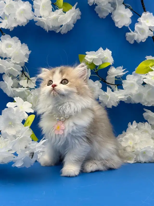 Luxury Kitten Long Haired Lilac - Photo 6