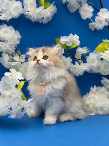 Luxury Kitten Long Haired Lilac - Photo 6