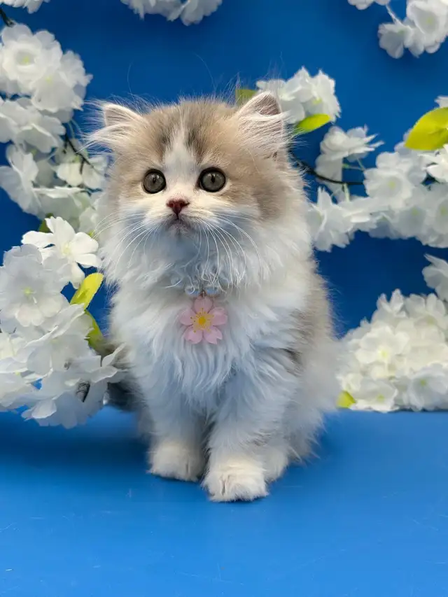 Luxury Kitten Long Haired Lilac - Photo 7