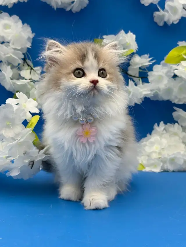 Luxury Kitten Long Haired Lilac - Photo 8