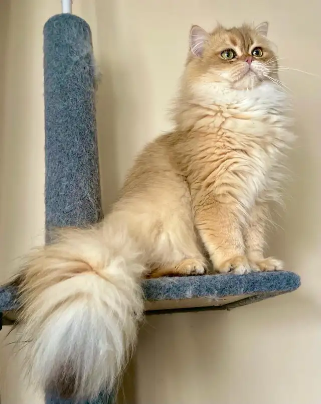 Luxury Kitten Long Haired Lilac - Photo 9