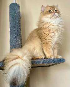 Luxury Kitten Long Haired Lilac - Photo 9