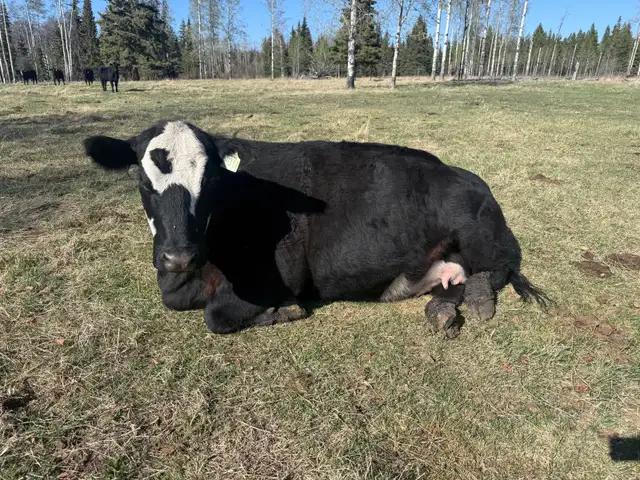Brew Cow