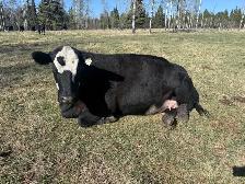 Brew Cow