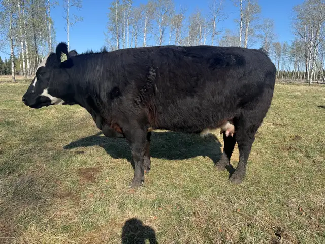 Brew Cow - Photo 2
