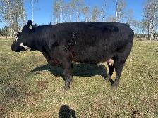 Brew Cow - Photo 2