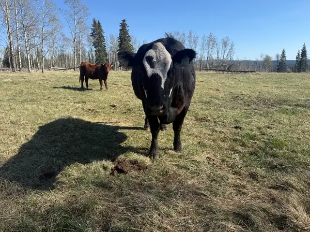 Brew Cow - Photo 3