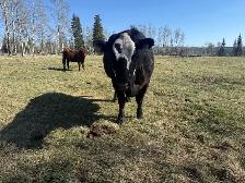 Brew Cow - Photo 3