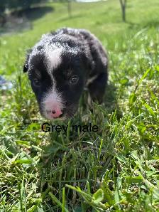 Pure Bred Border Collie puppies
